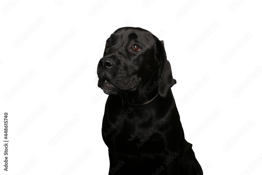 Portrait of beautiful animals in front of a white background Portrait of beautiful animals in front of a white background