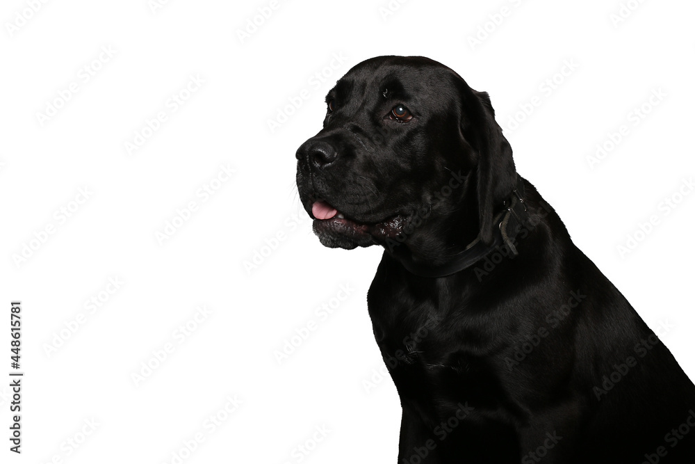 Portrait of beautiful animals in front of a white background Portrait of beautiful animals in front of a white background