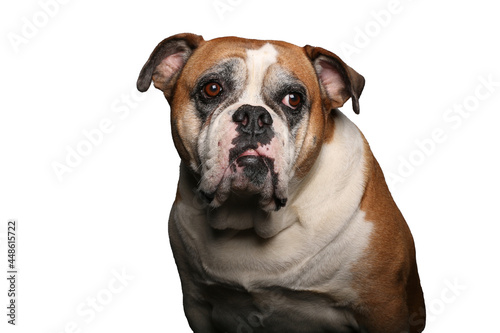 Portrait of beautiful animals in front of a white background