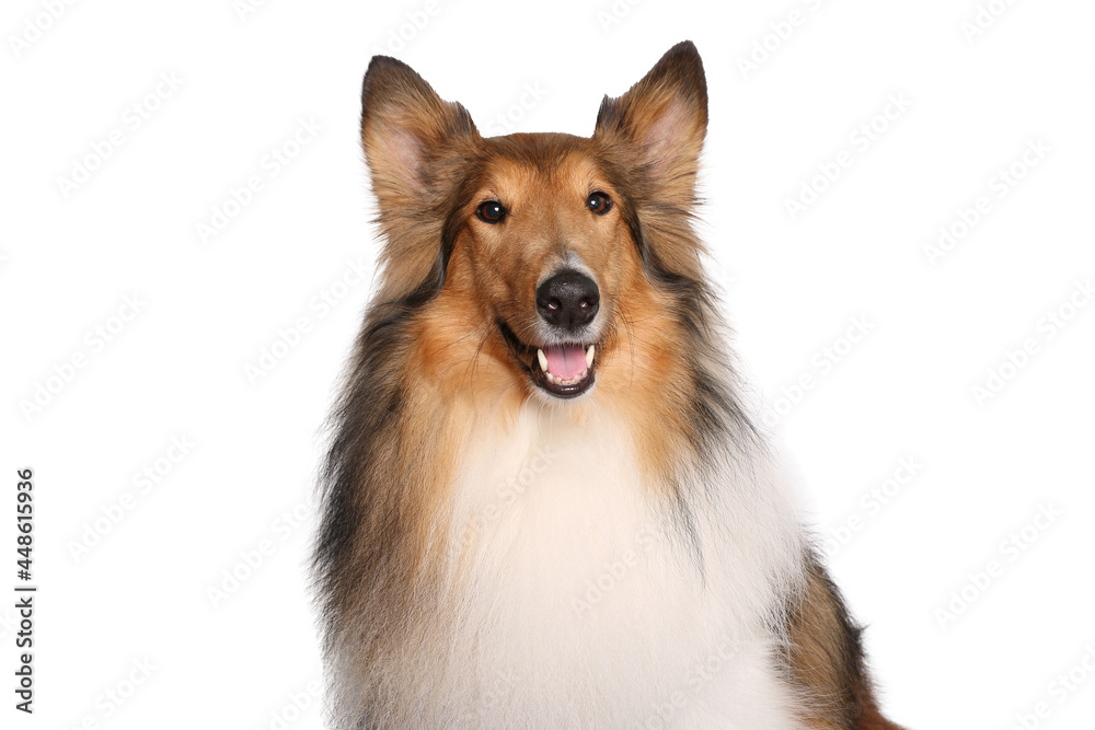 Portrait of beautiful animals in front of a white background Portrait of beautiful animals in front of a white background