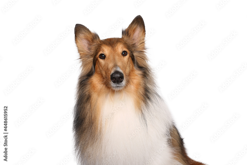 Portrait of beautiful animals in front of a white background