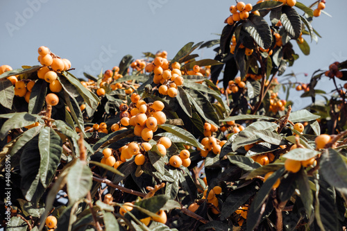 Loquat tree with ripe fruits against blue sky