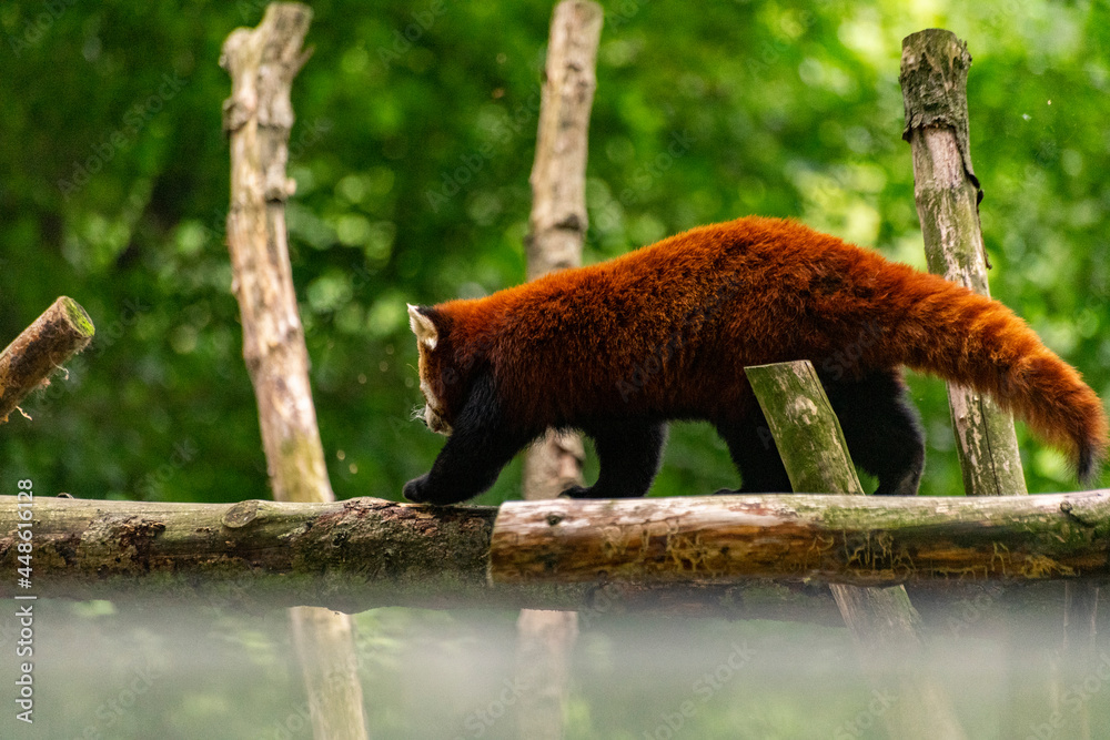 Pandka ruda panda - obrazy, fototapety, plakaty 