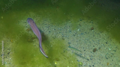 Fish of the Black Sea, Roche's snake blenny (Ophidion rochei) .Actinopterygii. photo