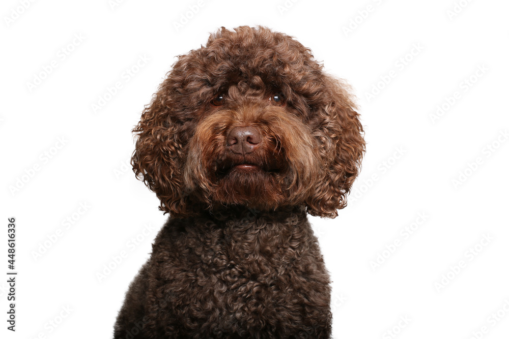 Portrait of beautiful animals in front of a white background Portrait of beautiful animals in front of a white background