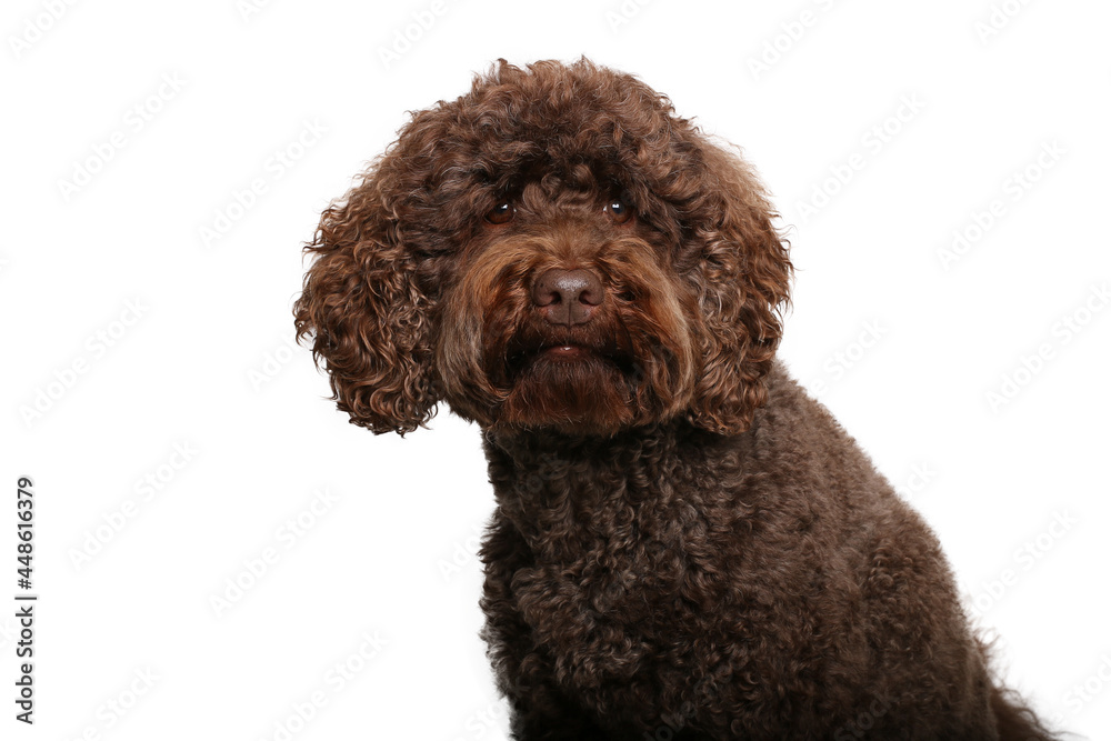Portrait of beautiful animals in front of a white background Portrait of beautiful animals in front of a white background