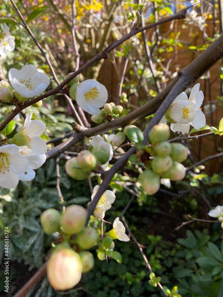 Apple tree