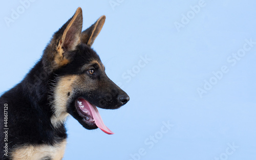 Dog german shepherd puppy light blue isolated background.