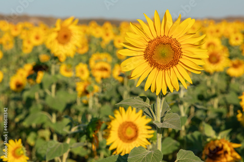 Natural background  a field of flowering sunflower  on a clear sunny day  selective focus. the concept of harvesting