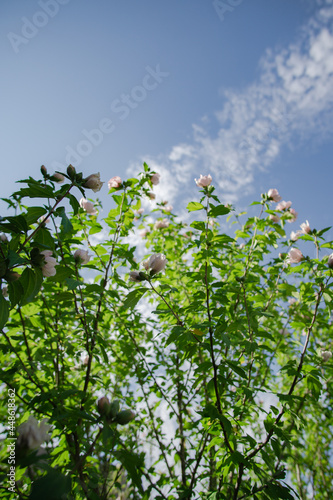 white clouds and blue sky rose bush tree plant