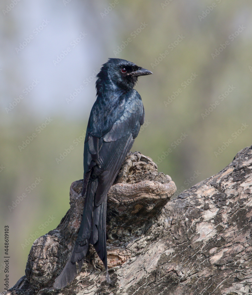 Black drongo.black drongo is a small Asian passerine bird of the drongo family Dicruridae. Black drongo.black drongo is a small Asian passerine bird of the drongo family Dicruridae.