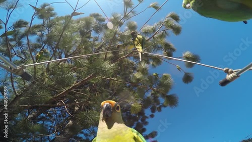 Bottom up view of green parakeets on the tree branches and some parakeets eating sunflower seeds. photo