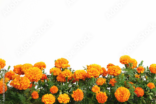 Fototapeta Naklejka Na Ścianę i Meble -  Beautiful bright orange marigold flowers field isolated on white background with copy space. Floral border with clipping path. Blooming herbal plant marigold garden flowerbed.