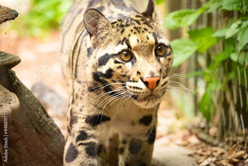 Clouded Leopard closeup in zoo setting in Nashville Tennessee.