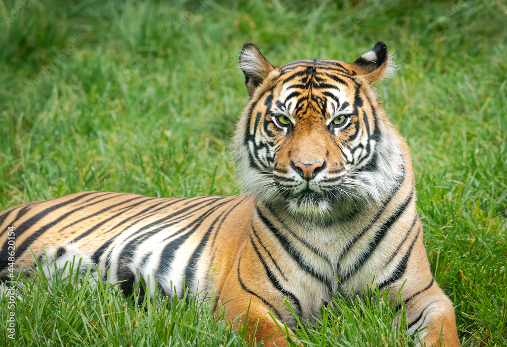 Male Sumatran Tiger as zoo specimen in Nashville Tennessee.