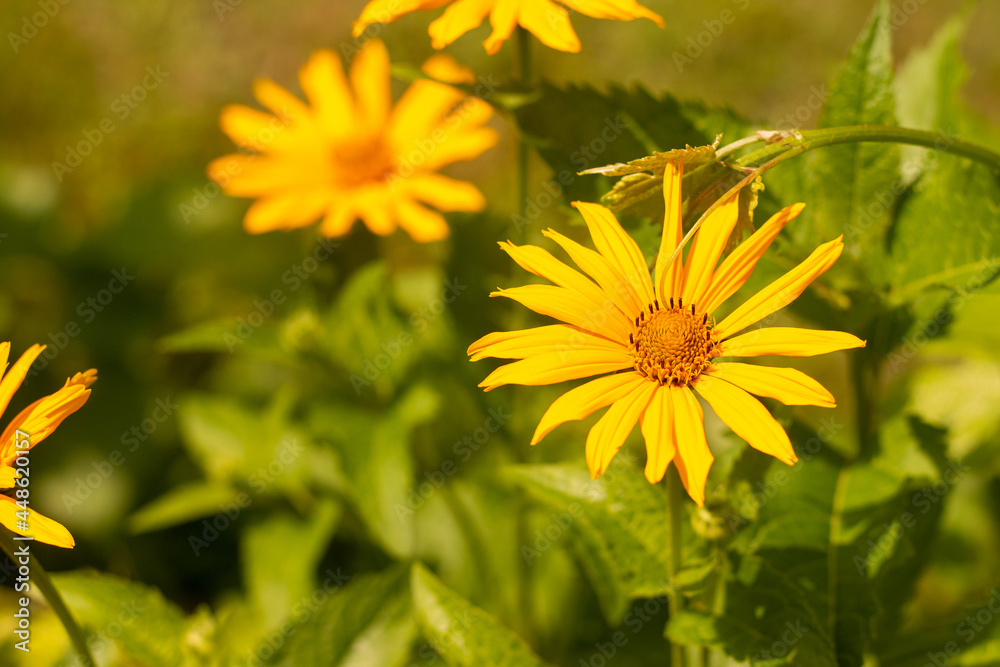 orange-yellow flowers at sunset. Similar to daisy flowers on a blurred background with bokeh.