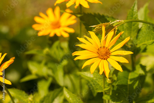 orange-yellow flowers at sunset. Similar to daisy flowers on a blurred background with bokeh. © PeterPike