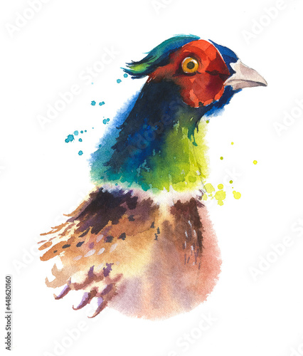 Obraz na plátně watercolor sketch of a pheasant  head isolated on white