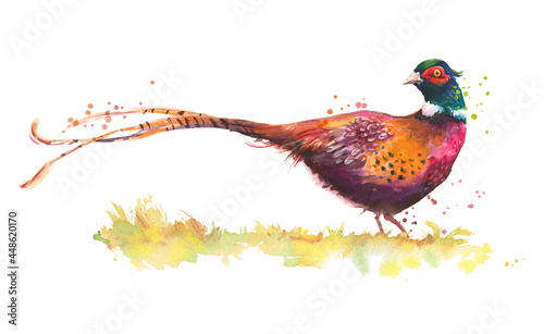 Fényképezés watercolor sketch of a pheasant bird isolated on white