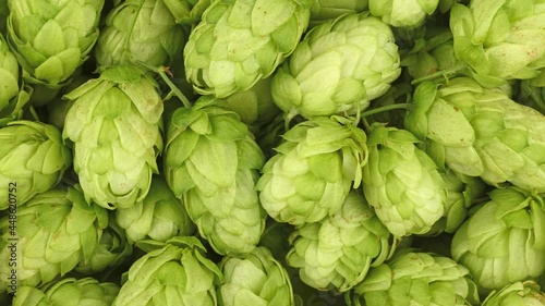 Fresh green beer hops background