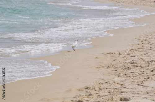 Seagull by the water on the beach