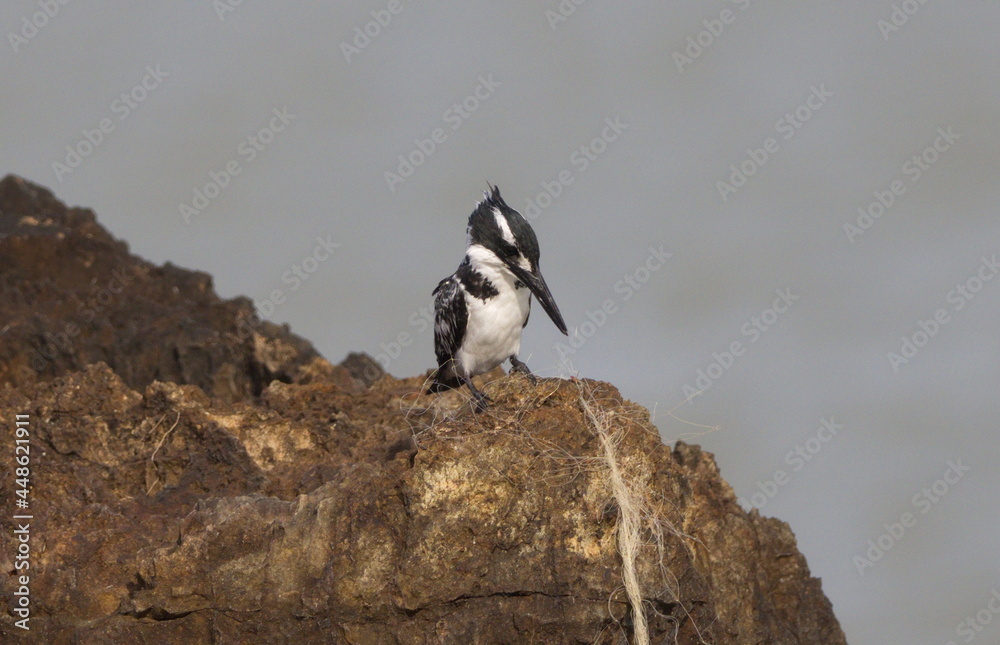 Closeup of Pied Kingfisher (Ceryle rudis) resting on rocks Lake Tana, Gorgora, Ethiopia Closeup of Pied Kingfisher (Ceryle rudis) resting on rocks Lake Tana, Gorgora, Ethiopia
