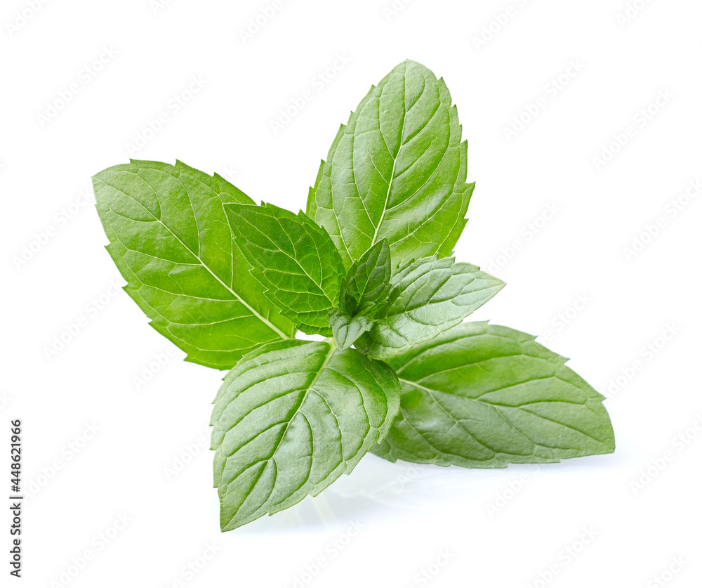 Mint on white background Mint on white background
