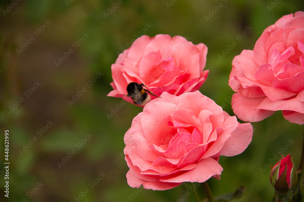natural background garden flower plants rose and bumblebee natural background garden flower plants rose and bumblebee