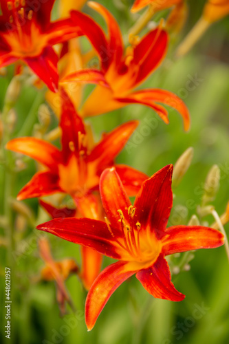 natural background garden flower plants daylily © eevlada