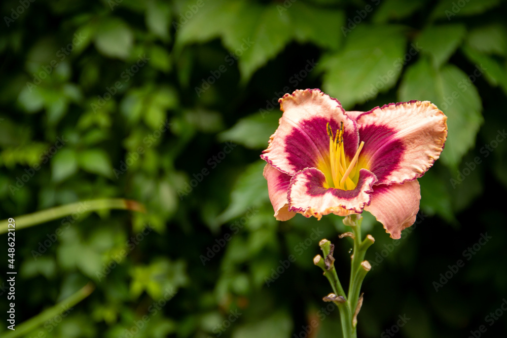 natural background garden flower plants daylily