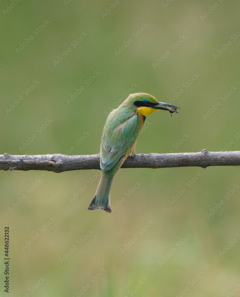 Obraz premium Closeup portrait of Little Bee-eater (Merops pusillus) hunting with fly in mouth Lake Tana, Gorgora, Ethiopia