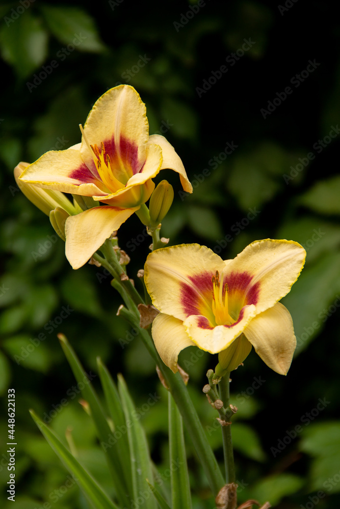Fototapeta premium natural background garden flower plants daylily
