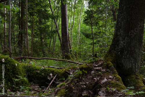 Thickets of mixed forest  in the foreground is the trunk of a tall perennial spruce  the mighty roots of which strive outward through the soil  and are overgrown with green moss. 