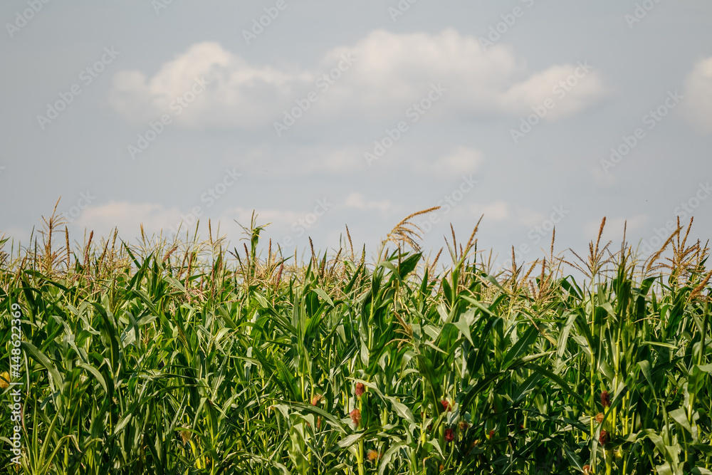 Obraz premium corn field with sky