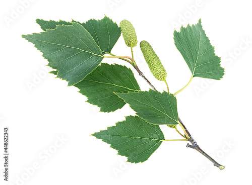 Spring twig birch with green leaves and catkins isolated on a white background