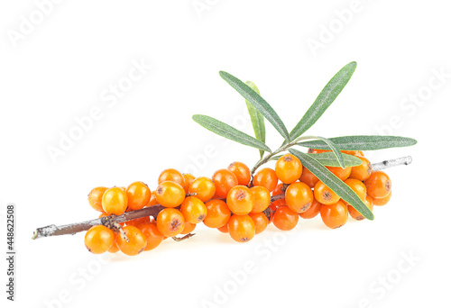Sea buckthorn. Fresh ripe berries with green leaves isolated on a white background. Hippophae rhamnoides.