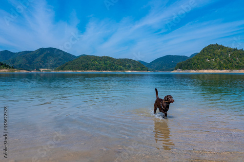 Playful dog Labrador retriever swimming in mountain lake