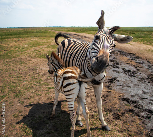 Young baby zebra and mother family standing together. Zebra turns its head in a funny pose. Wild zebras. High quality photo