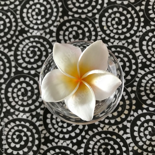 Frangipani flower  plumeria  in a mini vase in a late-day light on a tablecloth.