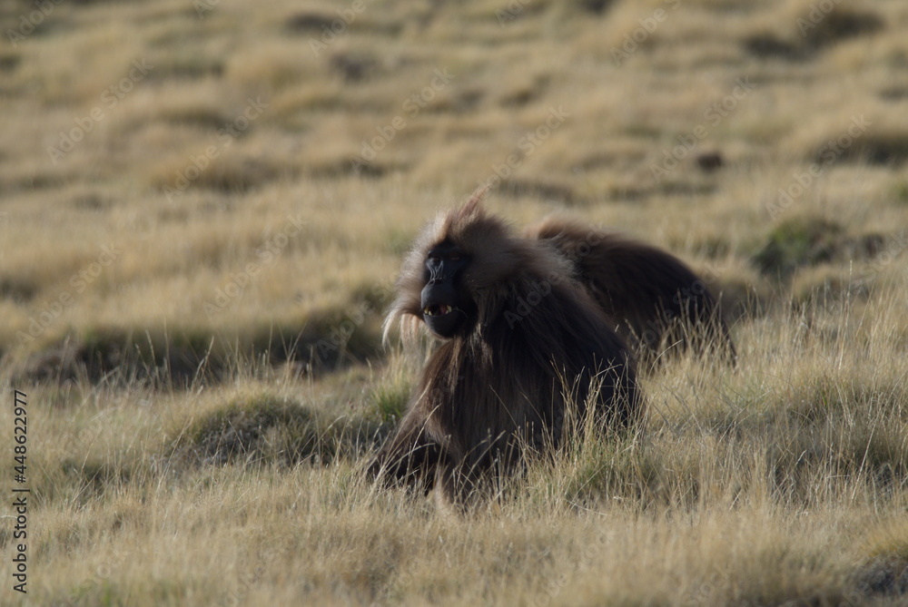 Closeup portrait of two Gelada Monkey (Theropithecus gelada) grazing grass Semien Mountains Ethiopia Closeup portrait of two Gelada Monkey (Theropithecus gelada) grazing grass Semien Mountains Ethiopia