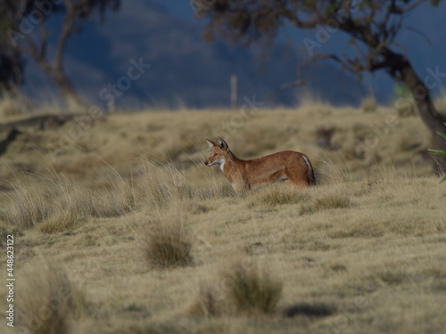 Closeup portrait of wild and endangered Ethiopian Wolf (Canis simensis) against backdrop of Semien Mountains Ethiopia photo