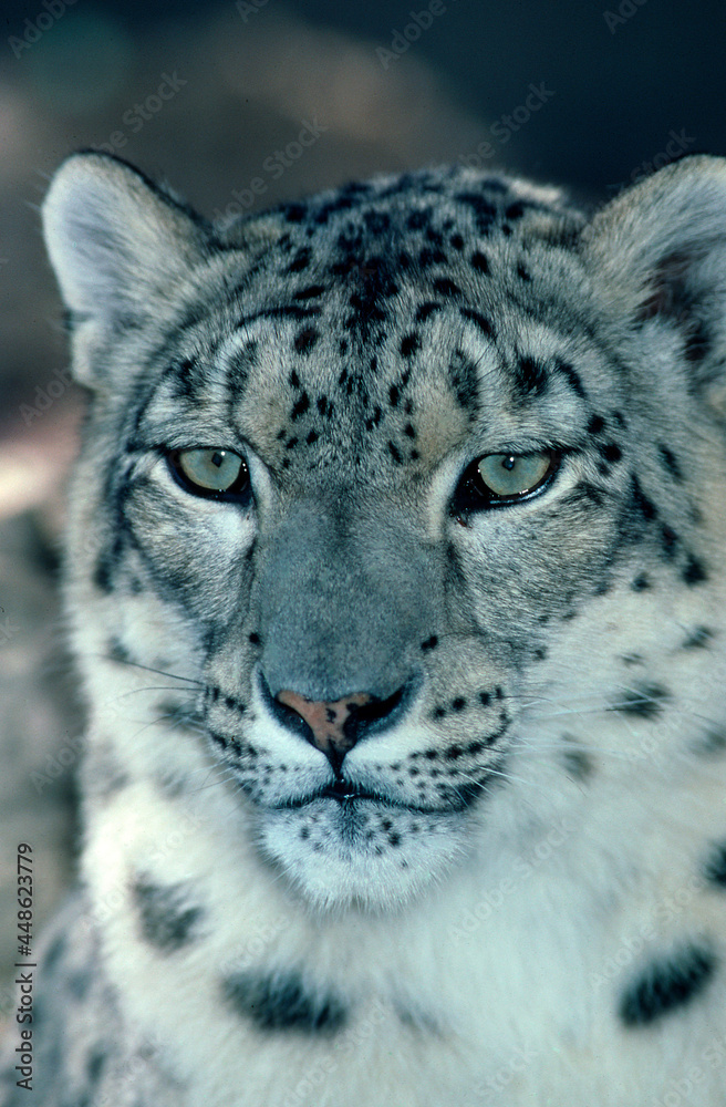 Snow Leopard portrait of an endangered species. Snow Leopard portrait of an endangered species.