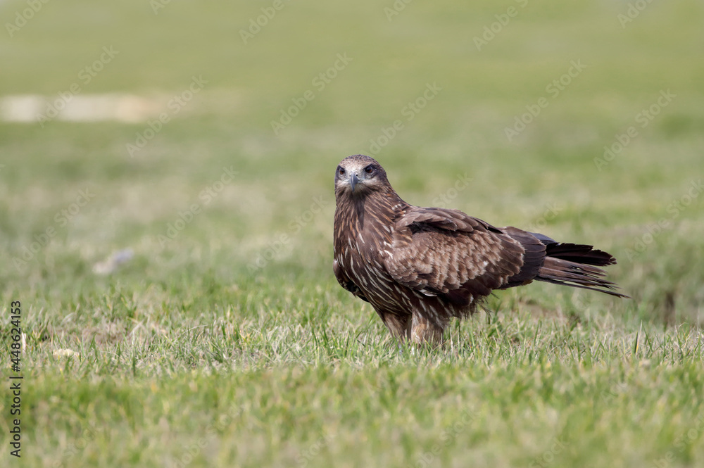 Black Kite in Bangladesh. black kite is a medium-sized bird of prey in the family Accipitridae, which also includes many other diurnal raptors. Black Kite in Bangladesh. black kite is a medium-sized bird of prey in the family Accipitridae, which also includes many other diurnal raptors.