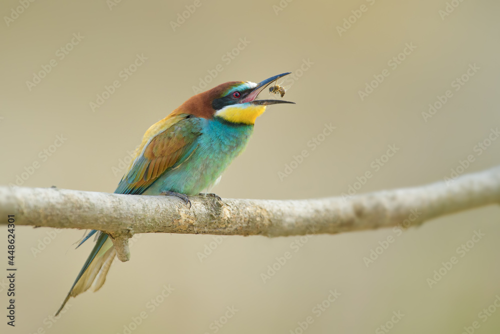 Obraz premium Spring season with a bee in its beak, European Bee-eater