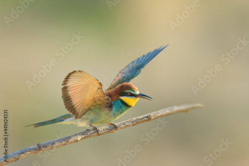 On the branch in spring, European Bee-eater