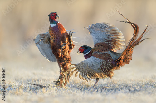 Males fight for the area in the meadow, Common Pheasant