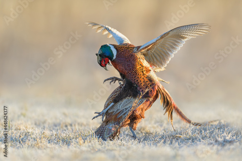Males fight for the area in the meadow, Common Pheasant