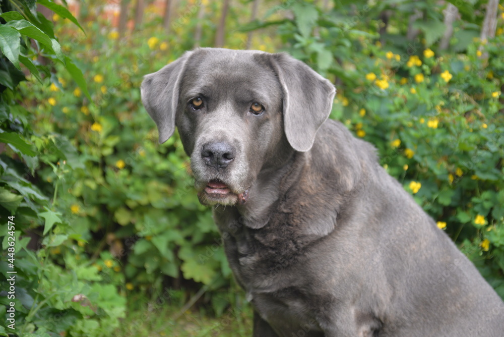 Grauer Hund sitzt im Garten vor gelben Blüten. Grauer Hund sitzt im Garten vor gelben Blüten.