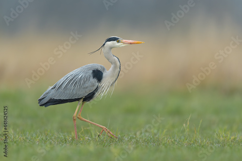 Early morning walk in the meadow, Grey Heron