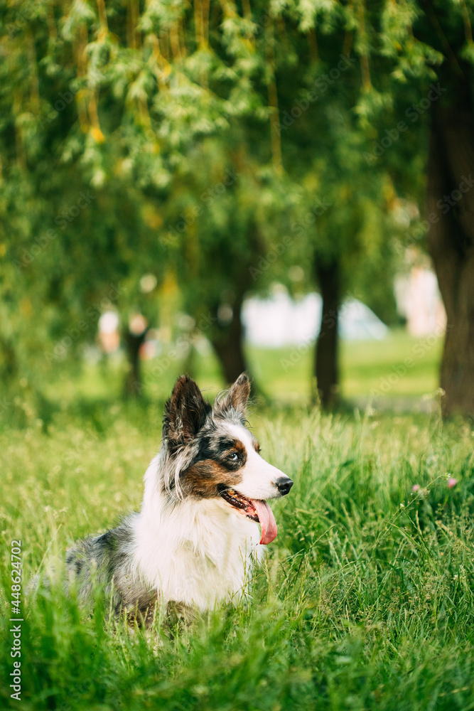 Funny Blue Merle Cardigan Welsh Corgi Dog Sitting In Green Summer Grass Under Tree Branches In Park. Welsh Corgi Is A Small Type Of Herding Dog That Originated In Wales